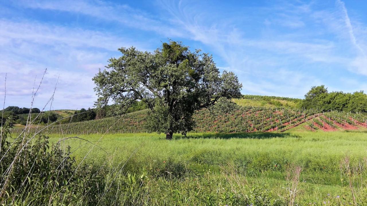Haus Mit Seele Im Nahetal Weinsheim  Exteriör bild